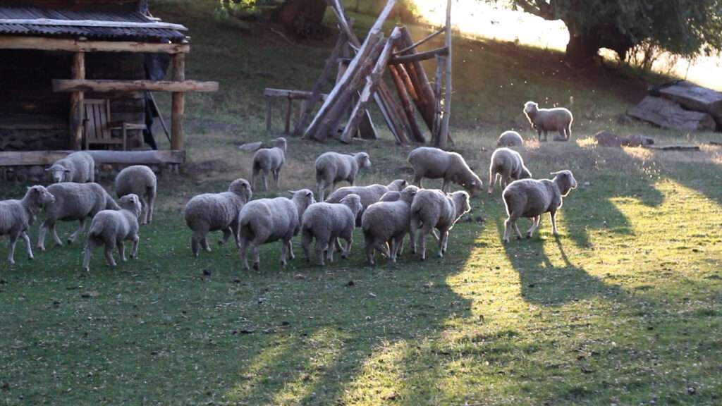 DOCU NEYEN MAPU Para Color70